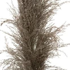 3 fleurs séchées "Pampa brune"