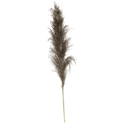 3 fleurs séchées "Pampa brune"
