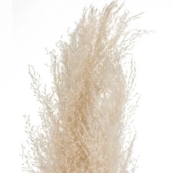 3 fleurs séchées "Pampa naturelle"