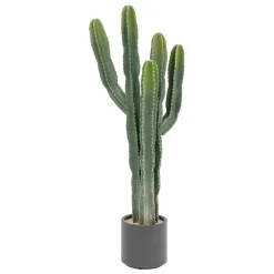Cactus "Exotic Panama"