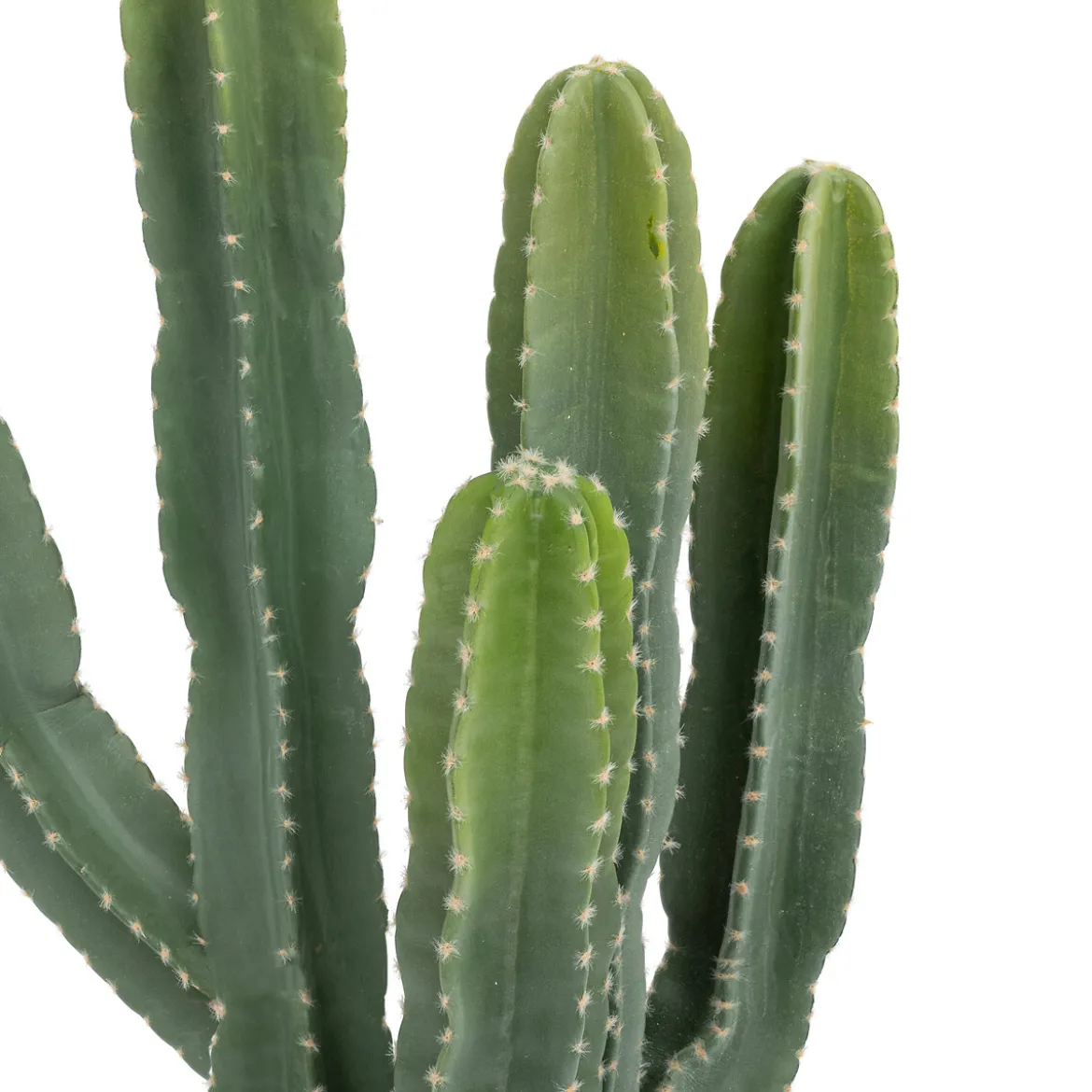 Cactus "Exotic Panama"