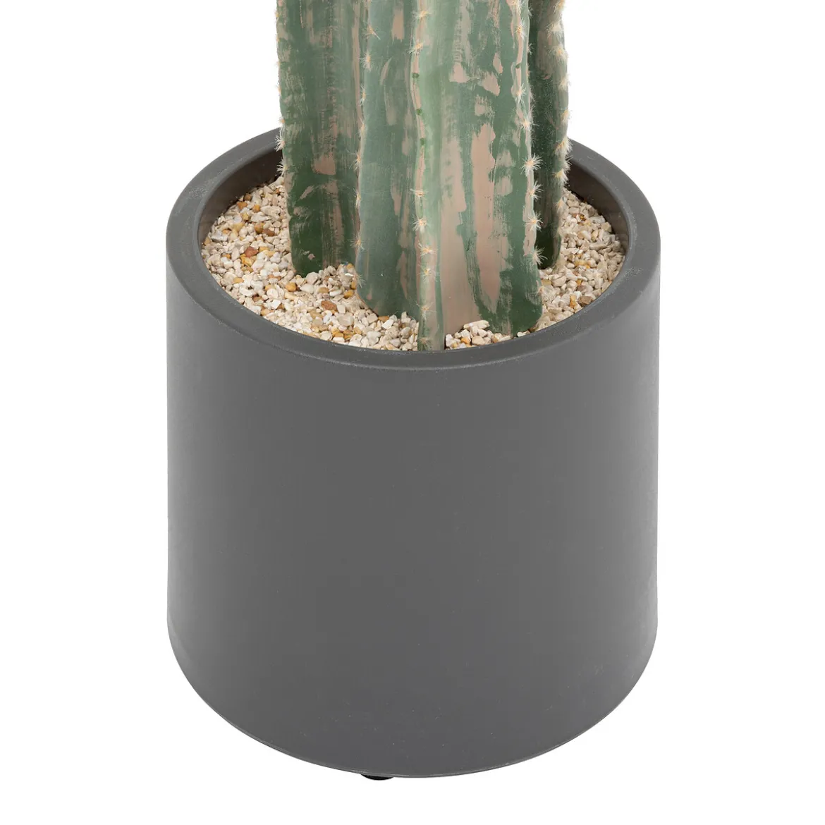 Cactus "Exotic Panama"